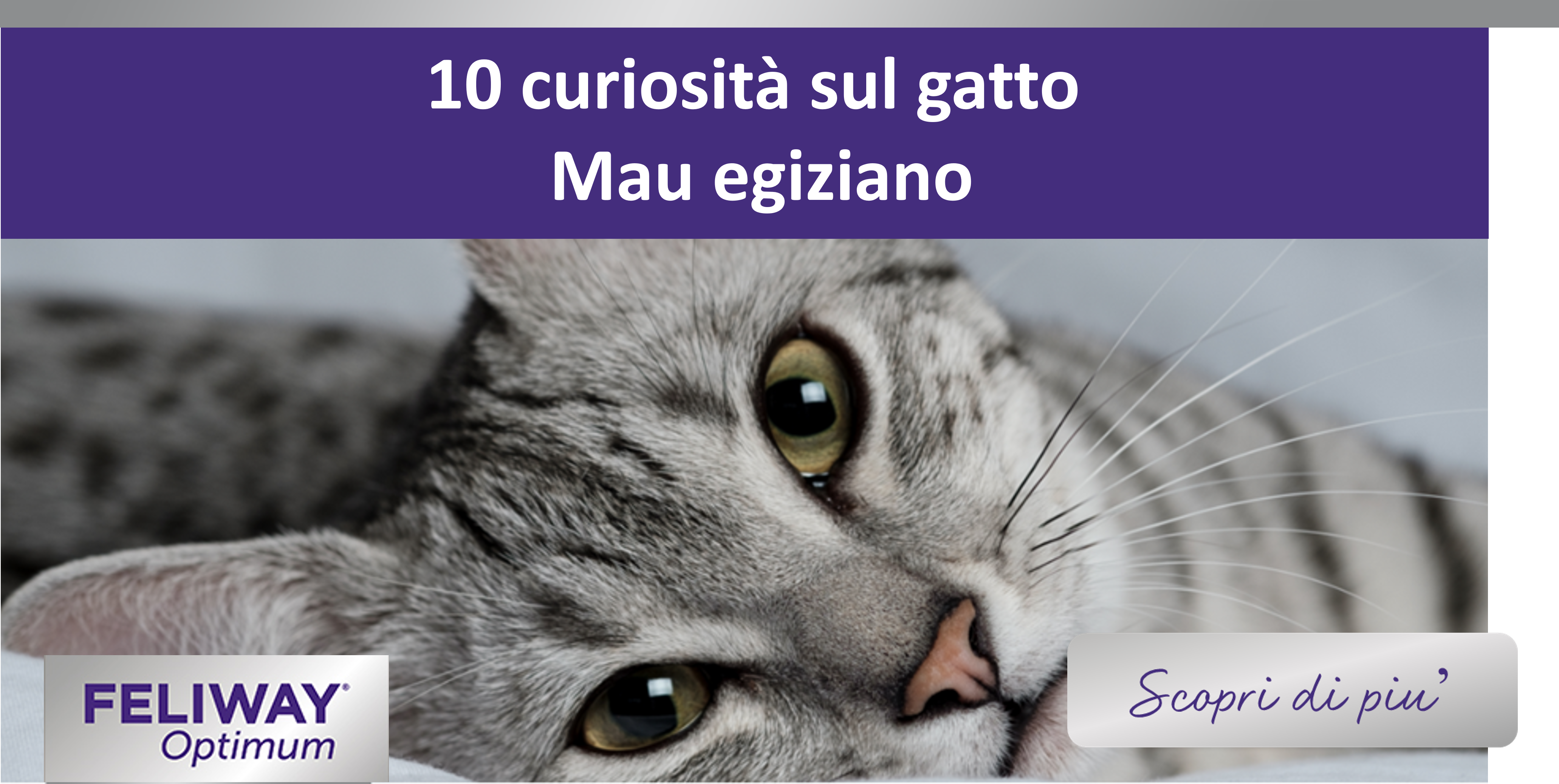 10 curiosità sul gatto Mau egiziano