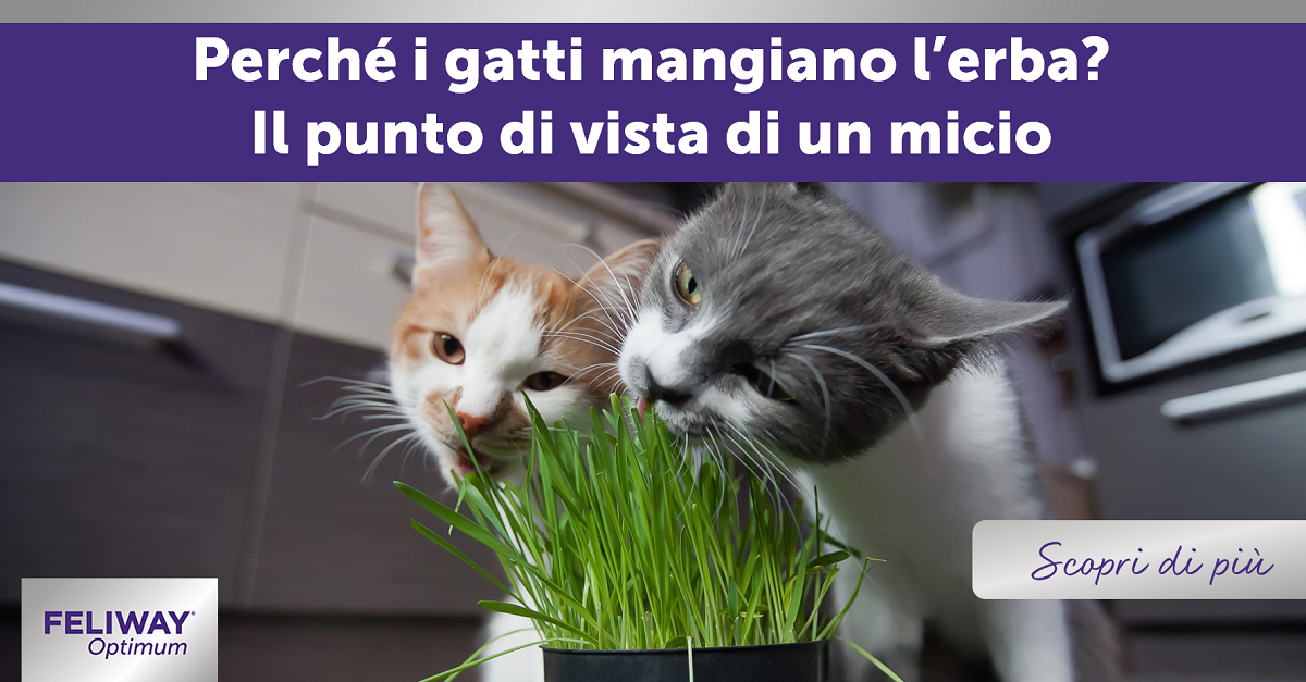 Perché i gatti mangiano l’erba? Il punto di vista di un micio