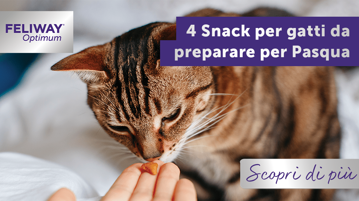 4 Snack per gatti da preparare per Pasqua