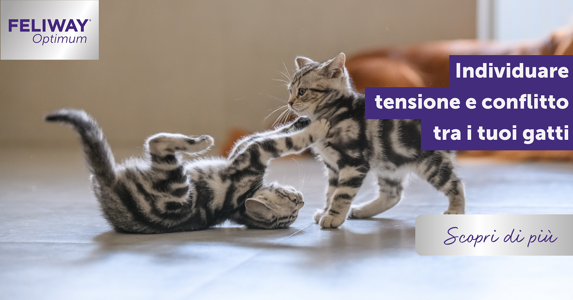 Q&A dagli esperti: individuare tensione e conflitto tra i tuoi gatti