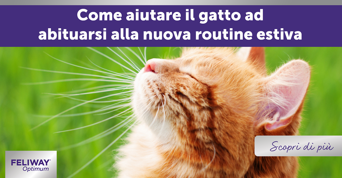 Come aiutare il gatto ad abituarsi alla routine estiva