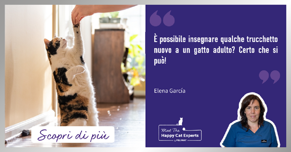 È possibile addestrare un gatto? Ecco i nostri consigli
