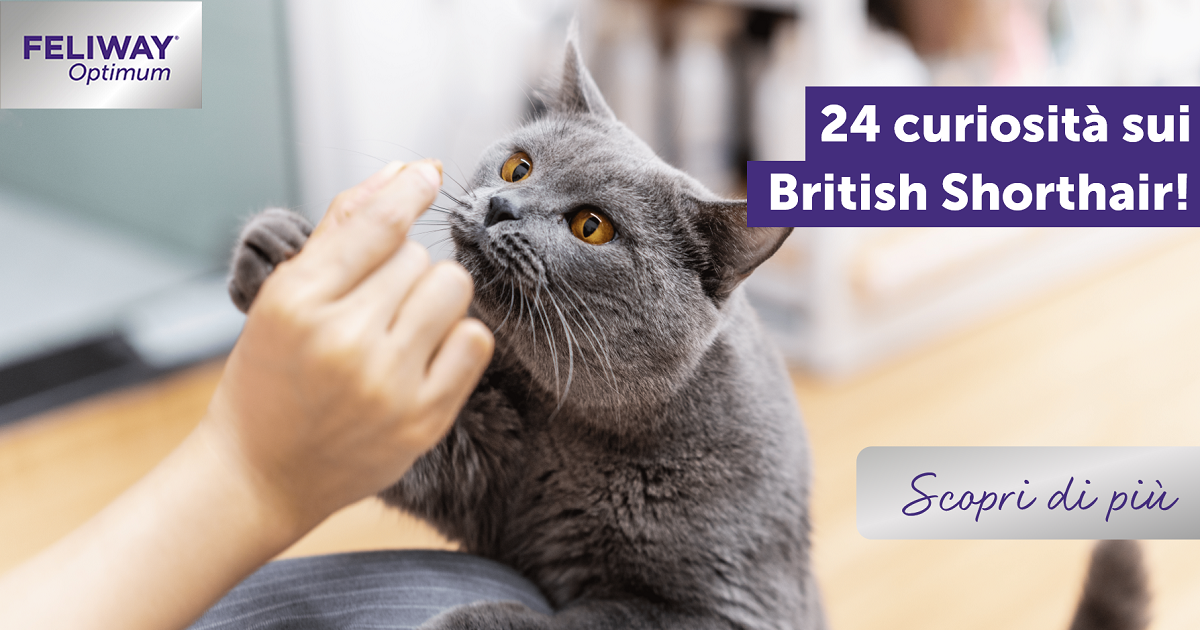 24 curiosità sui British Shorthair