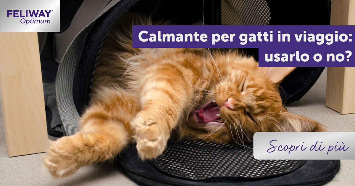 Calmante per gatti in viaggio: usarlo o no?