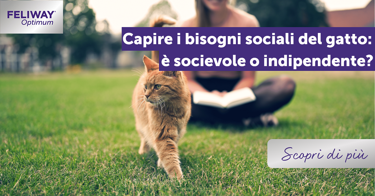 Capire i bisogni sociali del gatto: è socievole o indipendente?