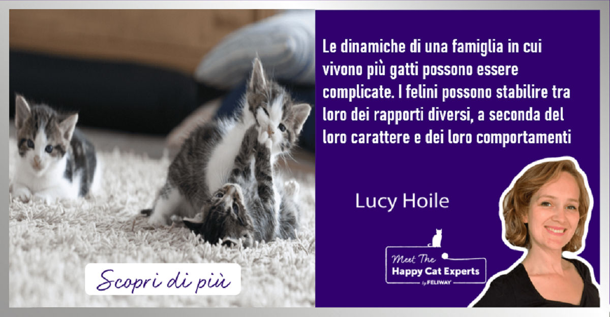 Come capire se i gatti giocano o litigano?