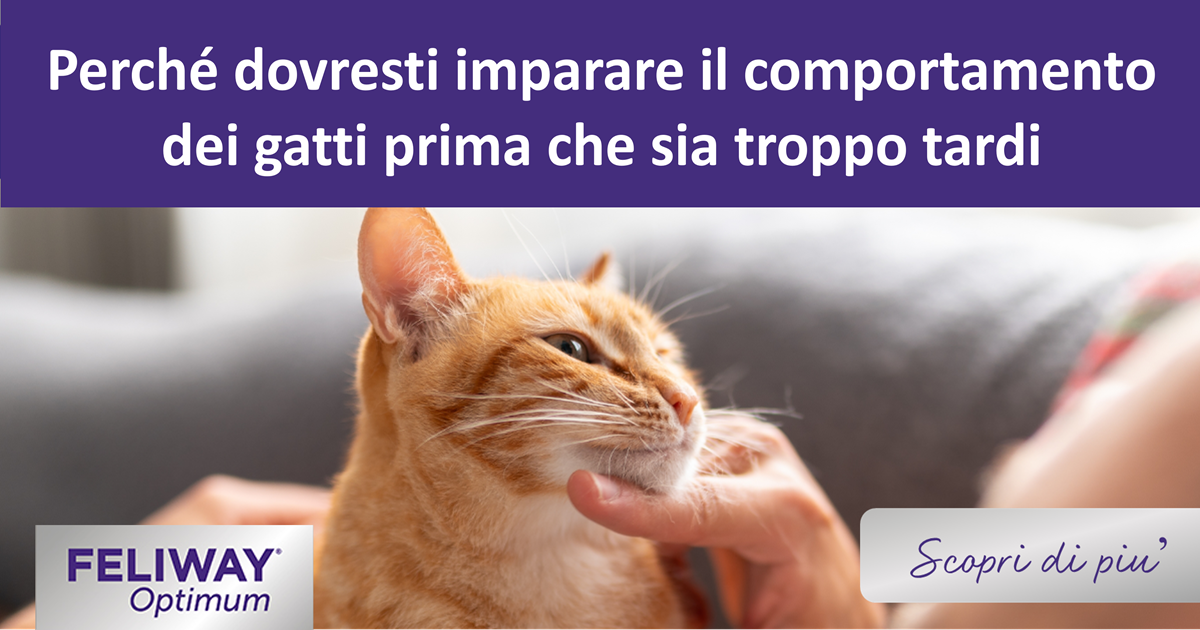 Uomo che accarezza un gatto rosso seduto sul suo petto.
