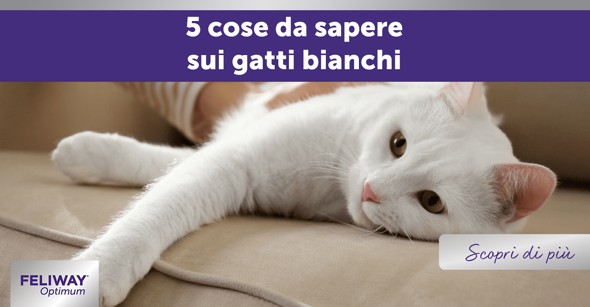 5 cose da sapere sui gatti bianchi