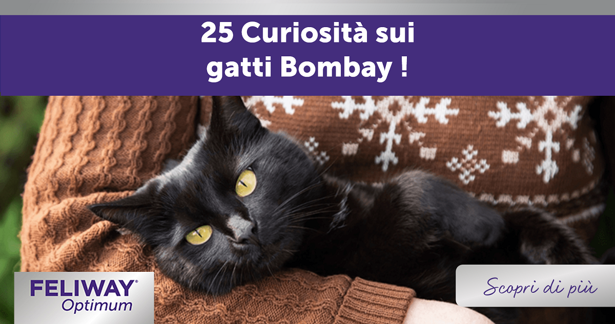 25 Curiosità sui gatti Bombay