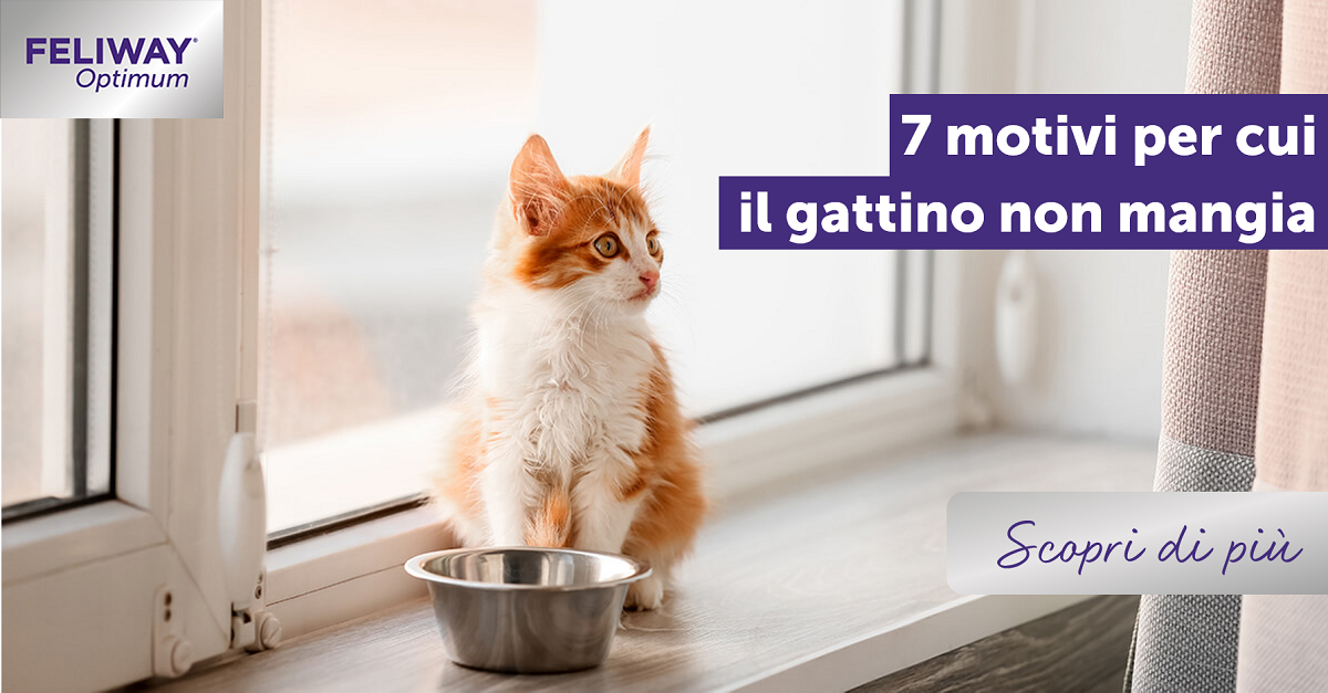 7 motivi per cui il gattino non mangia