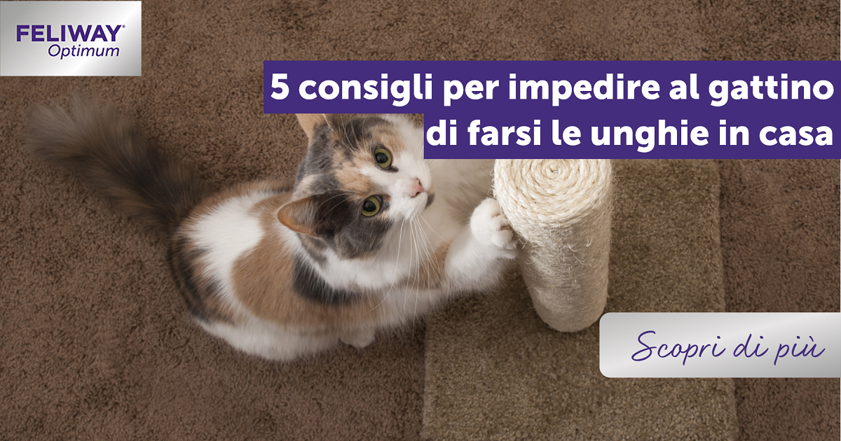 5 consigli per impedire al gattino di farsi le unghie in casa
