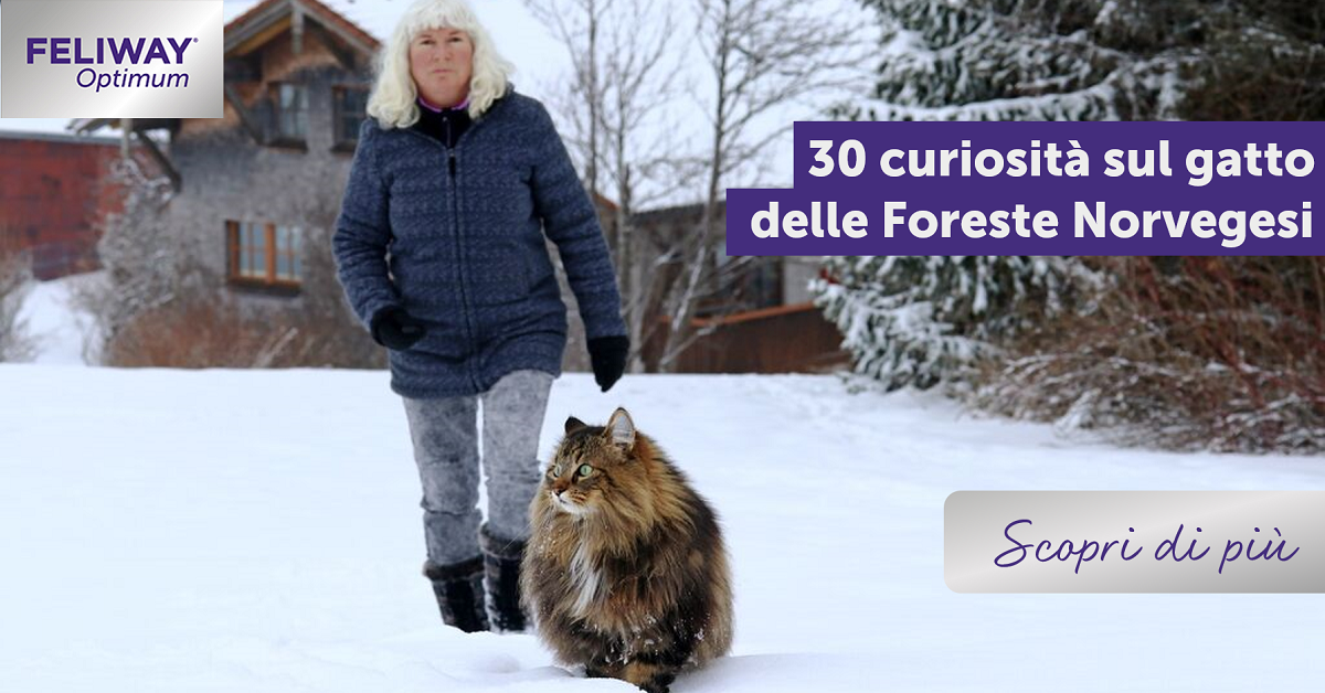 30 curiosità sul gatto delle Foreste Norvegesi