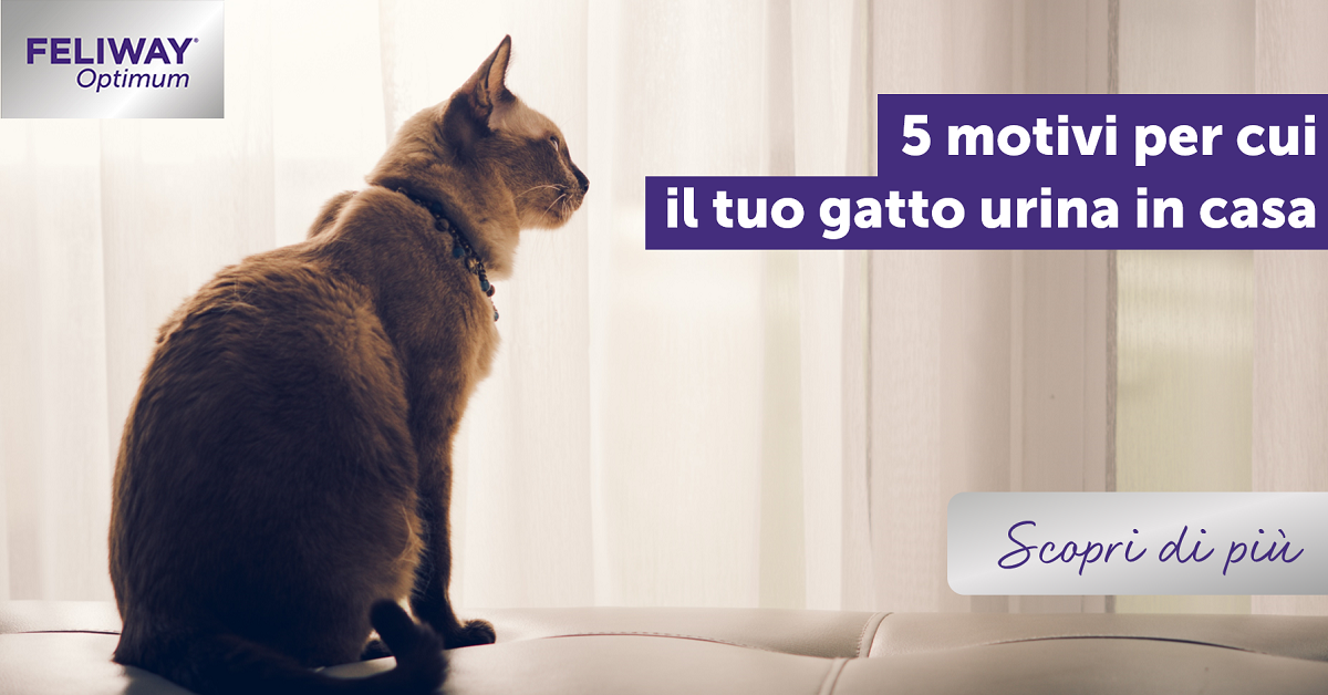 5 motivi per cui il tuo gatto urina in casa