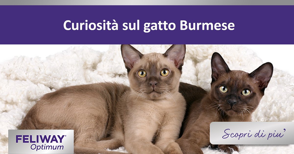 Curiosità sul gatto Burmese