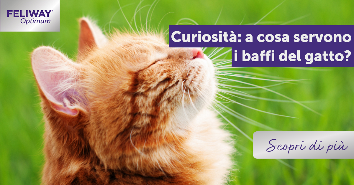 Curiosità: a cosa servono i baffi del gatto?