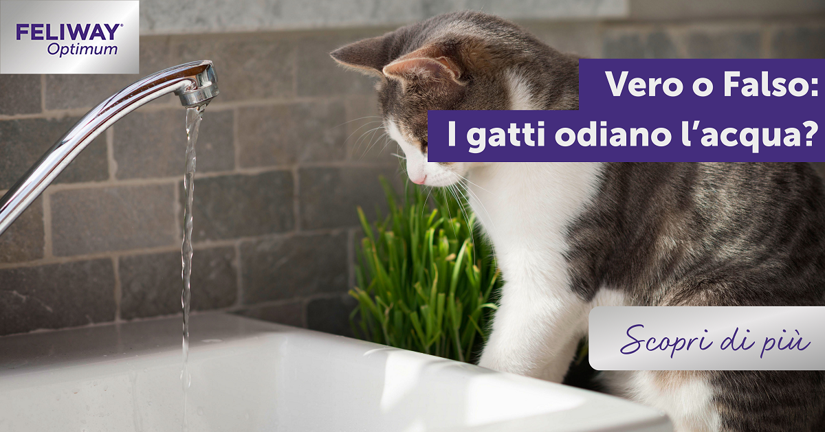 Vero o falso: i gatti odiano l’acqua?
