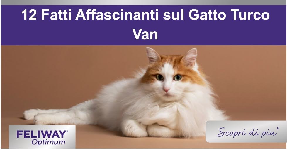 Gatto turco Van bianco e marrone con lunghi capelli soffici sdraiato.