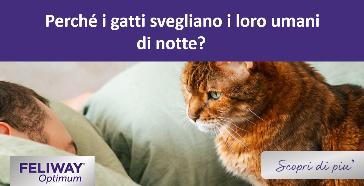 Gatto che guarda un umano addormentato in un letto.