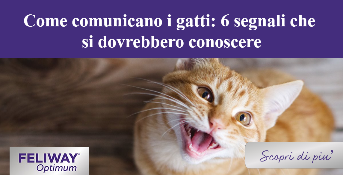 gatto rosso che guarda la telecamera e miagola.  