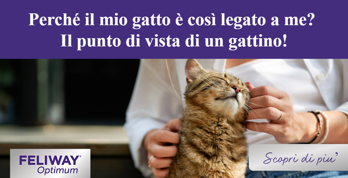 Gatto marrone a righe che si avvicina a una donna per attirare attenzione e carezze.