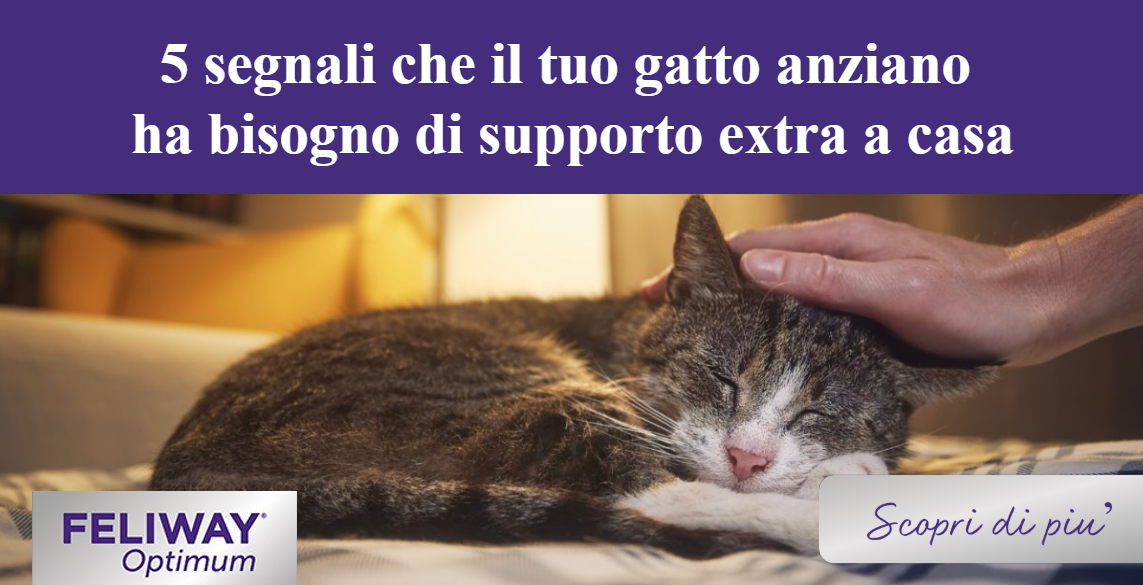 Gatto più anziano rannicchiato su un letto mentre un umano gli accarezza dolcemente la testa.