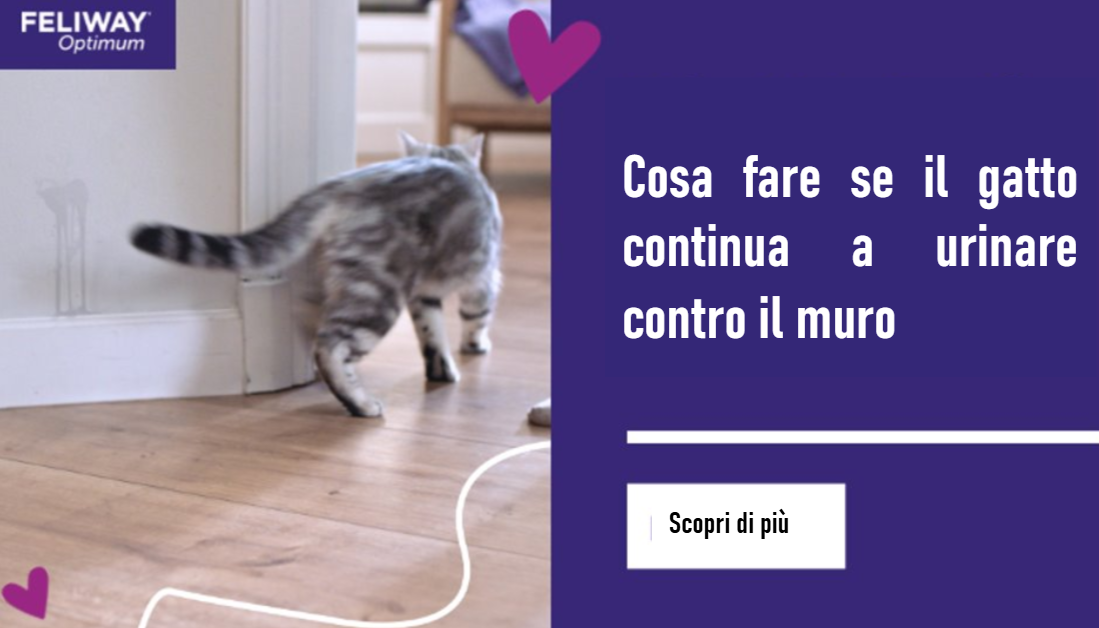 Gatto che corre dietro l'angolo di una stanza dopo aver fatto pipì sul muro.