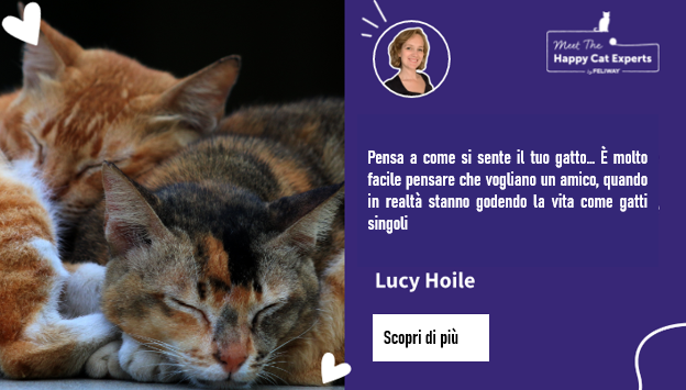 Due gatti rannicchiati insieme, addormentati.