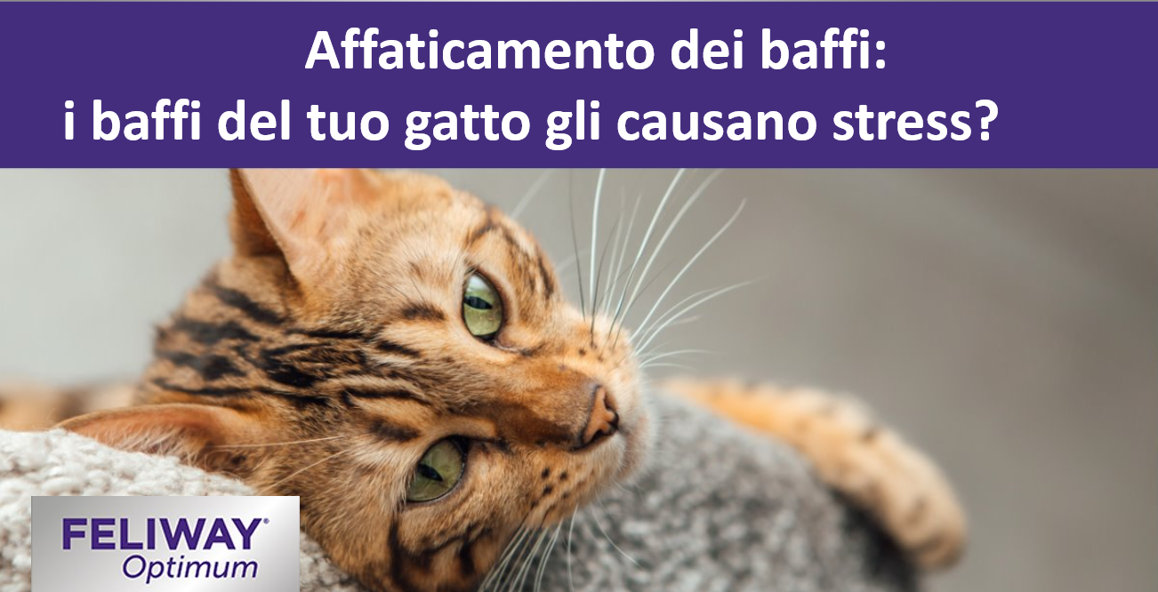 Giovane gatto Bengala con lunghi baffi sdraiato su un morbido albero per gatti grigio.