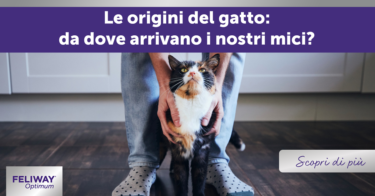 Le origini del gatto: da dove arrivano i nostri mici?