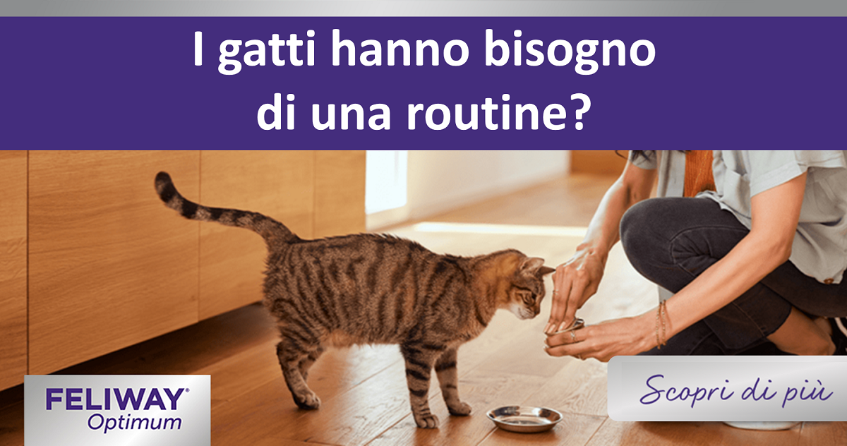 I gatti hanno bisogno di una routine?