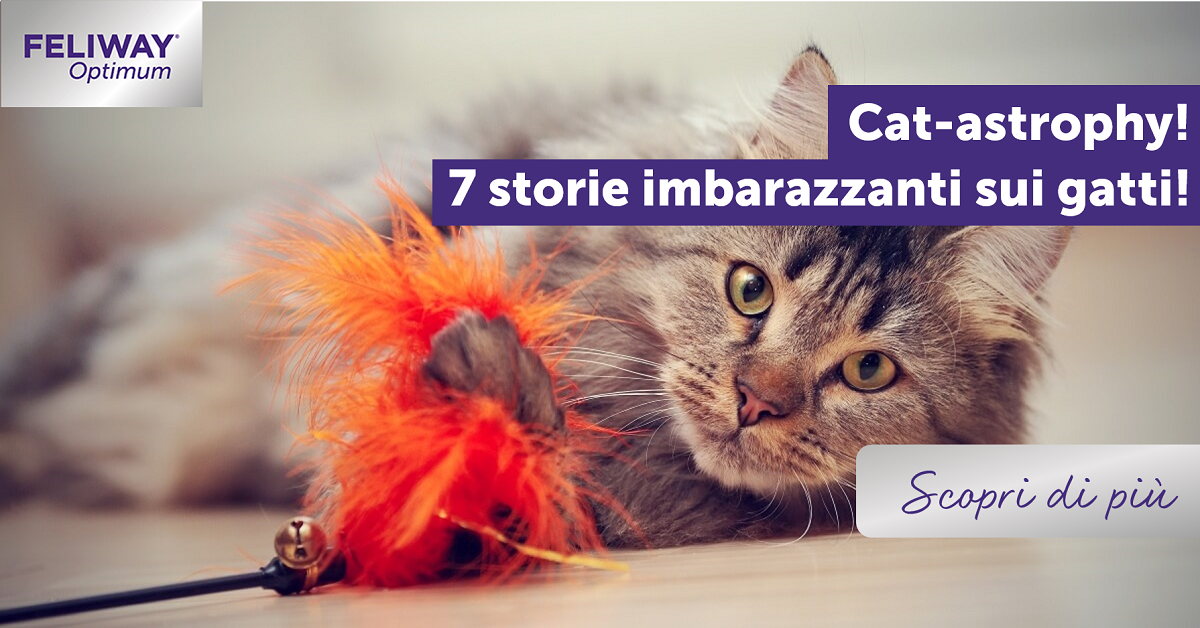 Cat-astrophy! 7 storie imbarazzanti sui gatti!