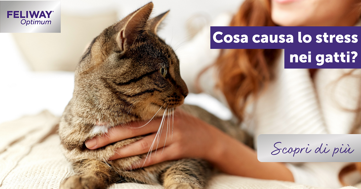 Cosa causa lo stress nei gatti?