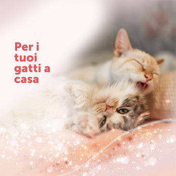 FELIWAY® Friends - Starter Kit