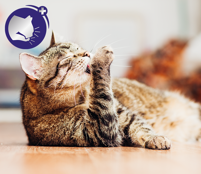 FELIWAY OPTIMUM (diffusore + ricarica da 48 ml) - Supporto alle situazioni  stressanti 