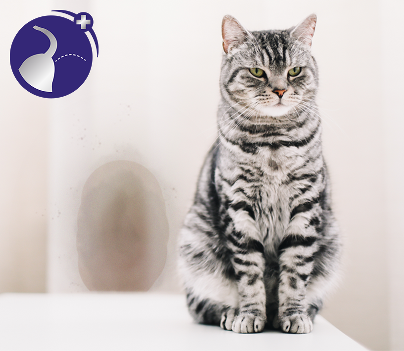 FELIWAY Classic → Diffusore / Ricarica / Spray - Abituante Domestico per  GATTI